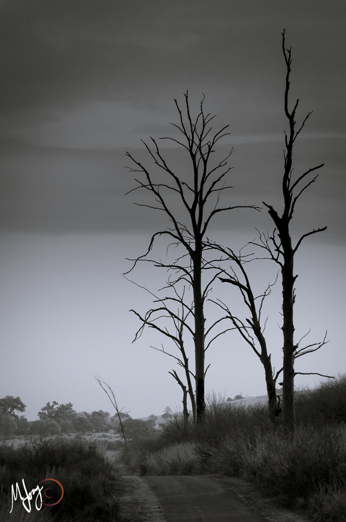 Rietvlei, Nature Reserve, overcast