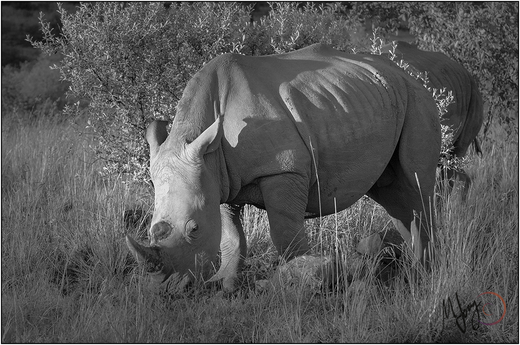 Rhino at Pilanesberg National Park